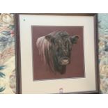 Denise Playfair, contemporary pastel, study of a shorthorn bull, signed & dated in pencil, mounted &