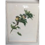 M W Coe (20th century) watercolour - birds on a branch
