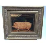 J. Box, oil on canvas laid on board - a prize pig, in gilt frame, 19cm x 24cm
