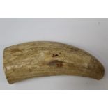 Unworked whale's tooth, 12cm length