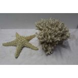 Stag Horn coral together with a starfish (2)
