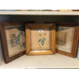 Early 19th century botanical watercolour, rosewood glazed frame