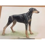 Unframed Dobermann dog gouache, signed H Bocking ‘82
