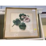 19th century watercolour - Study of a flower in glazed frame