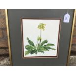 Victoria Burroughs, 20th century, watercolour - Cowslips