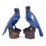 Pair of Chinese Pottery Parrots with blue glazed decoration