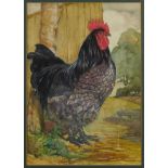 George Robert Ruston watercolour - Cockerel