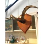 Pair of mounted goats horns