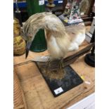 Taxidermy Squacco Heron