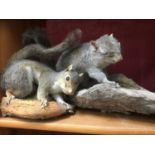Two taxidermy squirrels