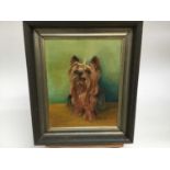 Peta Maude, oil on board, A Yorkshire Terrier called "Yorkie", signed and dated '74, also inscribed