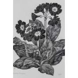 Yvonne Sargon - wood engraving- Primula