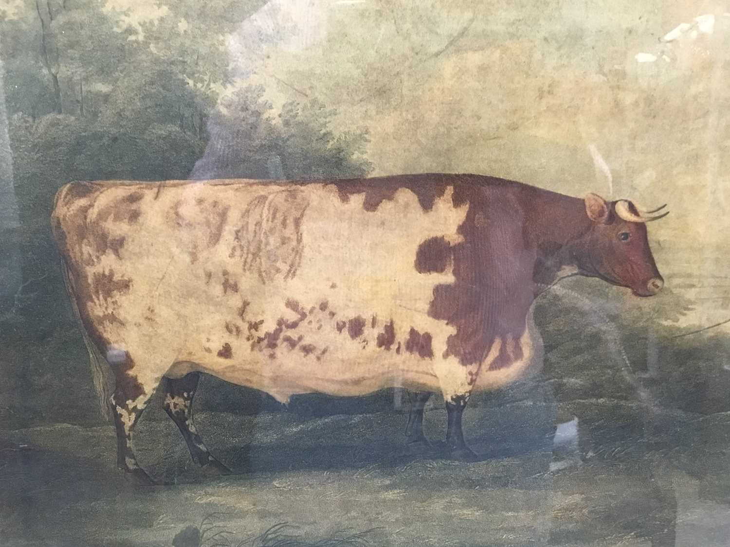 After Boultbee, early 19th century mezzotint - The Durham Ox, in glazed frame, 44cm x 59cm - Image 2 of 4