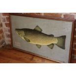 Decorative cut-card découpage picture of a trout with a magazine extract, dated 1867, 47cm x 80cm