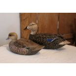 Two fine quality modern decoy ducks including Mallard drake by Mike Wood and Grey Teal by Stephen Da