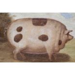 J. Box 20th Century, oil on canvas laid on board - A Prize Pig, signed