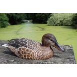 Peter Pointer, hand carved sycamore pyrographed decoy duck, 29cm.