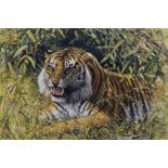 Mark Whittaker (b.1964) acrylic on board - a tiger, signed and dated '97, in gilt frame, 45cm x 60cm