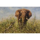 Mark Whittaker (b.1964) acrylic on board - an elephant, signed and dated '97, in gilt frame, 45cm x