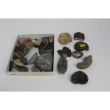 Tray of interesting fossils some with old labels