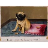 Adrienne Lester, oil on board - a pug puppy, entitled "Born only to Consume Food", signed and titled