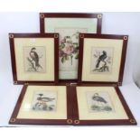 Four 18th century hand coloured bird engravings by George Edwards