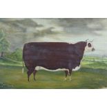 19th century naive oil on canvas of a prize bull, 54cm x 36cm