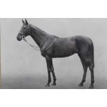 Black and white photograph of a Horse 'Earache' mounted in glazed frame by W.W. Rouch & Co