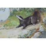 Harold Gresley (1892-1967) watercolour - A Badger, signed, unframed, 29cm x 40cm