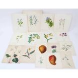 Collection of sixteen mid-19th century English School watercolours - botanical studies, mostly title