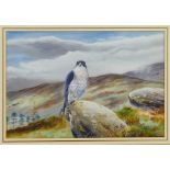 *Richard Robjent (b.1937) watercolour and gouache - A Peregrine, signed and dated, in glazed frame,