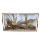 Golden pheasant and hen within naturalistic setting in glazed case, 42cm x 81cm