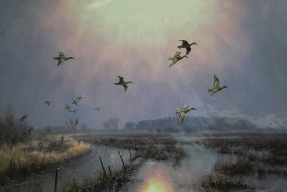 Julian Novorol (b.1949) signed limited edition print - wigeon in flight over the marshes, 54/250, mo - Image 2 of 4