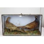 Cock and hen pheasant within naturalistic setting in glazed case, 43cm x 79cm