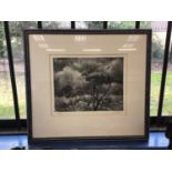 Michael Mattingley etching - murder of crows