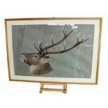20th century English School watercolour - A Stag, indistinctly signed, in glazed frame, 50cm x 75cm