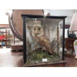 Stuffed owl in glazed case