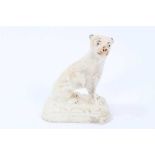 An unusual English porcelain model of a seated lioness, circa 1830-40
