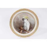 Minton plate, finely painted with a cockatoo