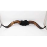 Fine Pair of Victorian Royal cow horns