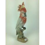 Royal Dux model of a Cockatoo, pink triangle mark to base, 41cm high