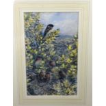 Peter Partington, contemporary, watercolour - Stonechats, signed, in glazed gilt frame, 23cm x 14cm