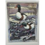 Peter Partington, contemporary, signed artists proof hand-coloured etching - Shelduck Family, in gla