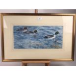 Peter Partington, contemporary, watercolour - Goldeneye Ducks, signed, in glazed gilt frame, 21cm x