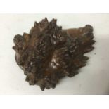 Rare 19th century Scottish burr walnut snuff box