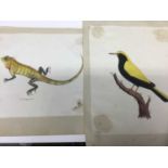 Two early 19th century Anglo Indian pen and ink watercolours (2)