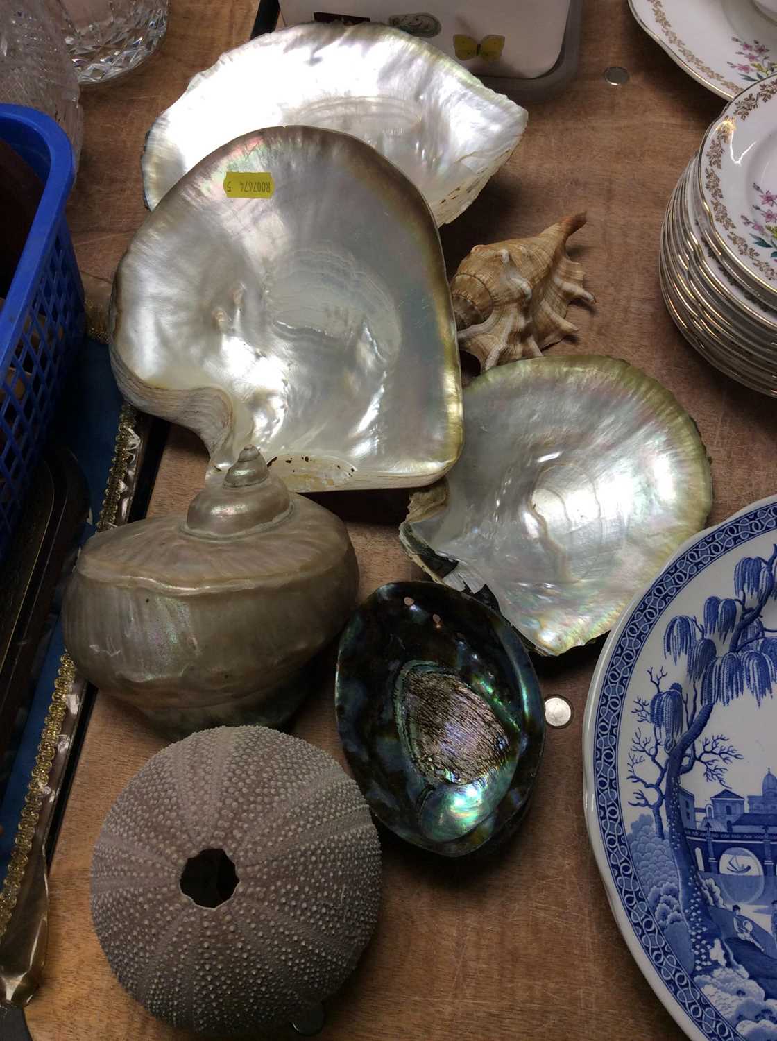 Collection shells and crystals including mother of pearl and raw amethyst - Image 3 of 3