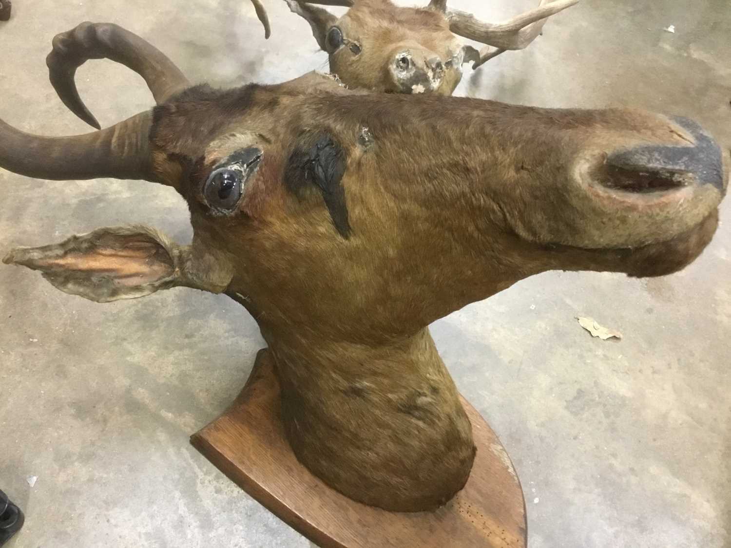 Taxidermy hartebeast together with a deer head - Image 3 of 5