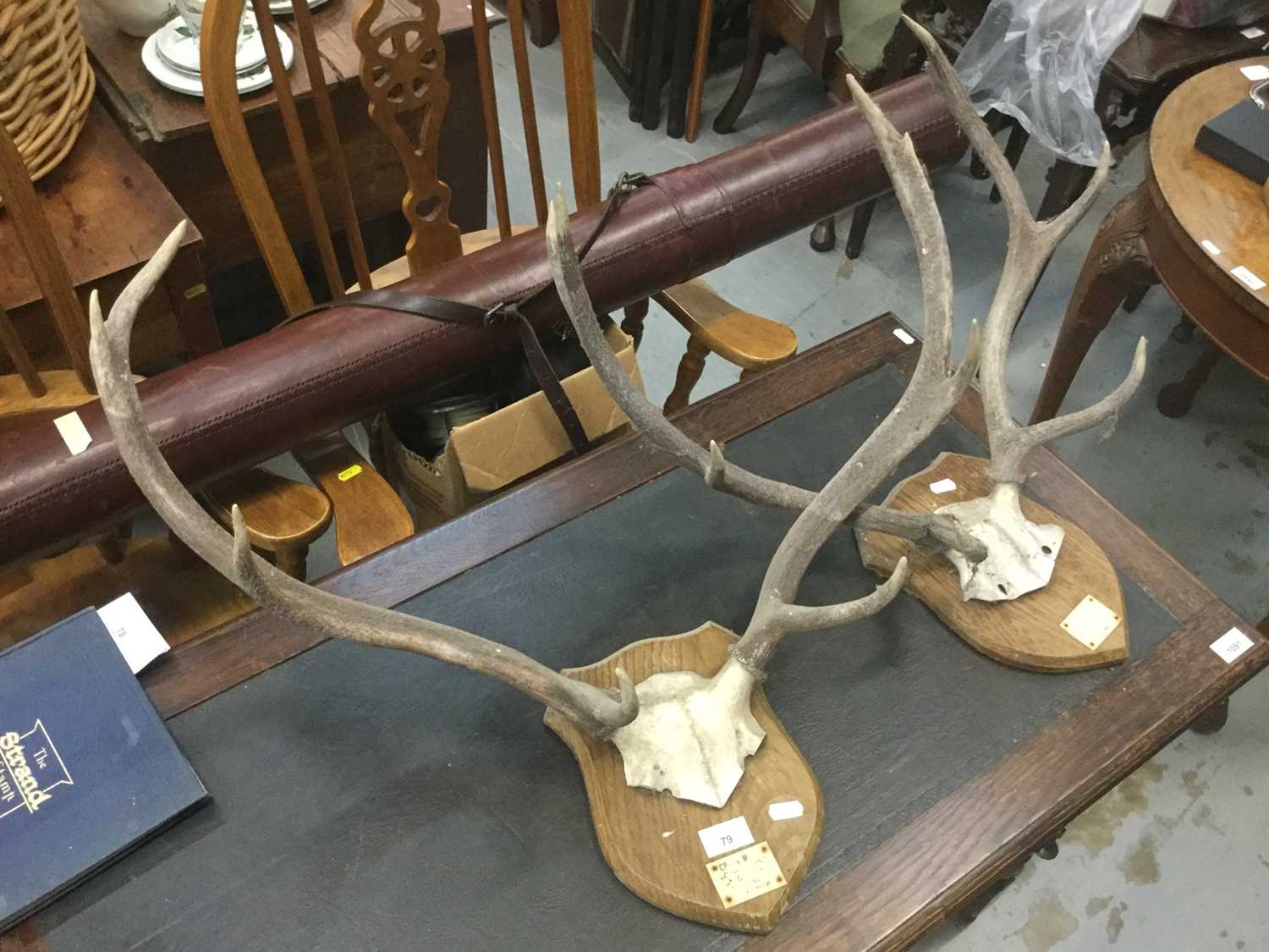 Two set of deer antlers mounted on shields