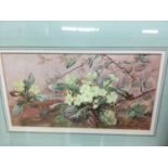 A Burback (19th century) watercolour, study of primroses, signed and dared 1886, 27 x 48cm, glazed f